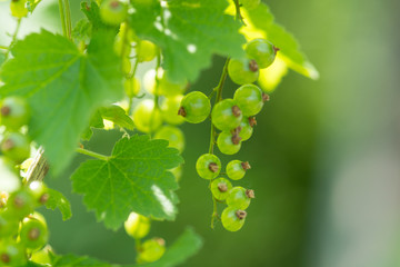 green berries. gooseberry berries. green gooseberries on a green background. healthy food