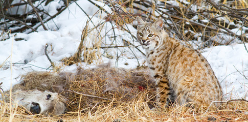 Fototapeta premium Wyoming, Sublette County, Bobcat in winter sitting next to Mule Deer carcass.