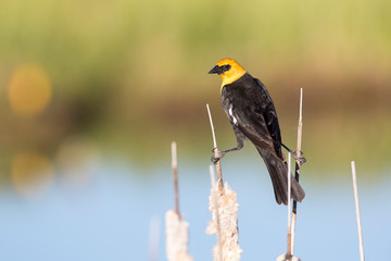 USA, Sublette County, Wyoming. Male Yellow-headed Blackbird straddles the prior year cattails in a wetland.