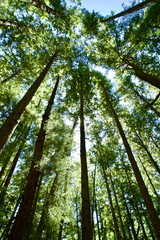 Fototapeta premium USA, Washington State. Olympic Peninsula, path in the woods leading to Third Beach