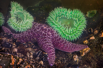 USA, Washington State, Rialto Beach. Close-up of giant green anemones and purple starfish. 