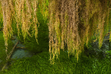 Olympic National Park. Epiphytic Spike Moss overhanging a stream in the Hoh Rainforest