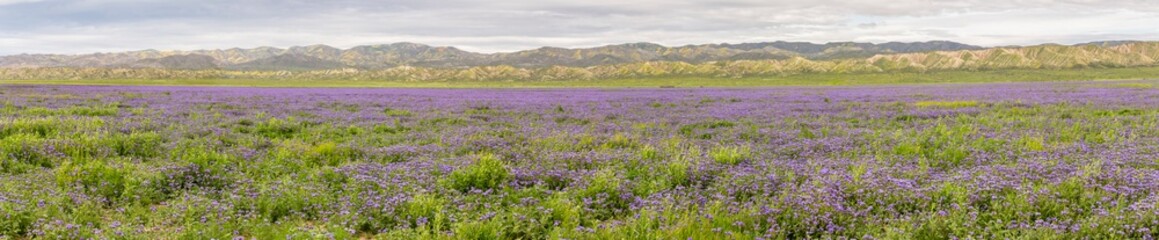 USA, California, Carrizo Plain National Monument. Panoramic collage of phacelia flowers. Credit as: Don Paulson / Jaynes Gallery / DanitaDelimont. com