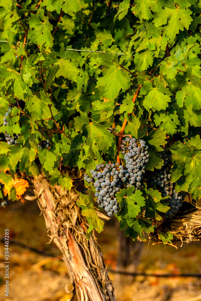 Wall mural USA, Washington, Yakima Valley. Merlot grapes ready for harvest in Yakima Valley vineyard in Eastern Washington.