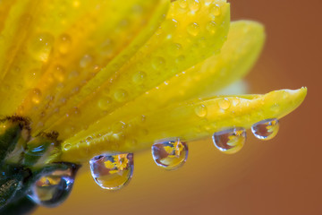 Dew drops reflecting flowers macro image on yellow Mums