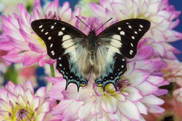 Tropical butterfly Polyura cognatus, Sulawesi blue nawab a Dagger Tailed Butterfly and Dahlias