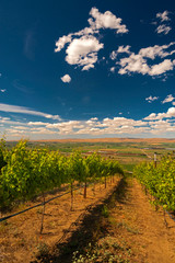Fototapeta na wymiar USA, Washington, Yakima Valley. Vineyard ripens in summer sun in the Yakima Valley in Washington.