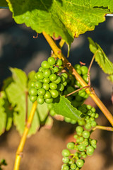 USA, Washington, Whidbey Island. Pinot Gris wine grapes ripen at a Whidbey Island vineyard.
