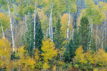 Aspen Grove in Grand Teton National Park