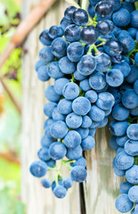 USA, WA, Yakima Valley, Syrah Grapes (Selective Focus)