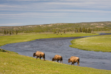 WY, Yellowstone National Park, Bison herd, at the Firehole River area