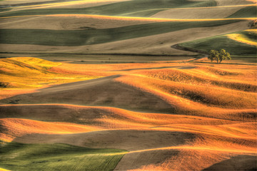 Aerial view of Summer Wheat, Barley and Lentil Fields from Steptoe Butte Park, Eastern Washington...