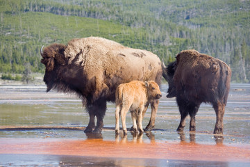 WY, Yellowstone National Park, Bison calf, mother, and yearling, at Midway Geyser Basin