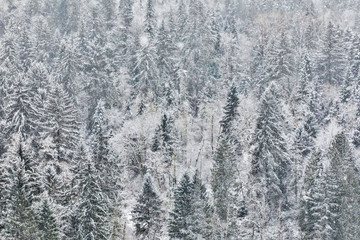 Fresh snow on evergreen trees near Snoqualmie Falls