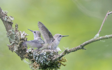 USA. Washington State. Anna's Hummingbird (Calypte Anna) young at nest flap their wings, getting ready for fledging.