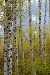 Usa, Wyoming, Grand Teton National Park. Aspen stand with early spring growth.