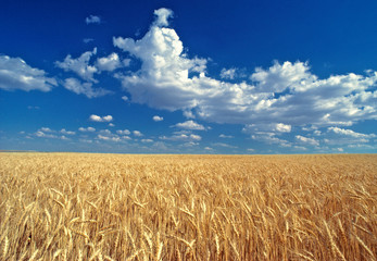 USA, Washington State, Colfax. Ripe wheat fields stretch to the horizon near Colfax in the Palouse,...