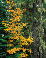 USA, Washington State, Mt Adams Wilderness. Golden vine maple leaves contrast a moss-draped tree in the Mt Adams Wilderness, Washington State.