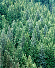 USA, Washington State, Mt Rainier NP. Dense conifer forest fills the Tatoosh Wilderness area of Mt Rainier NP, Washington State.