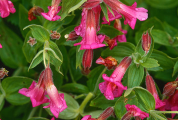 Fototapeta premium Raindrops on Lewis monkeyflower (Mimulus lewesii), near Paradise, Mount Rainier National Park, Washington State, USA