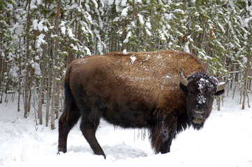 Wyoming. Bison in Yellowstone National Park