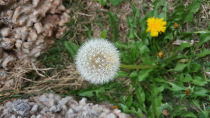 yellow flowers in the garden