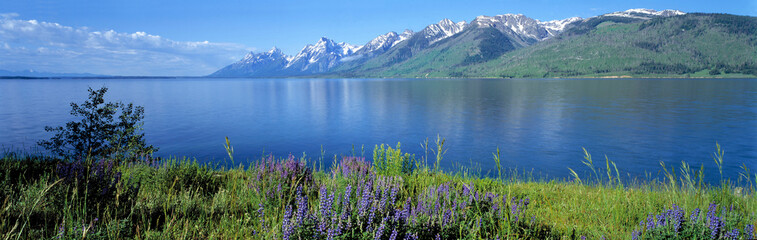 USA, Wyoming, Grand Teton NP. Lupine blooms on the verdant shores of Jackson Lake, Grand Teton National Park, Wyoming. © Ric Ergenbright/Danita Delimont