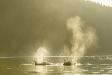 Transient Orca Killer Whales (Orca orcinus), Pacific Northwest