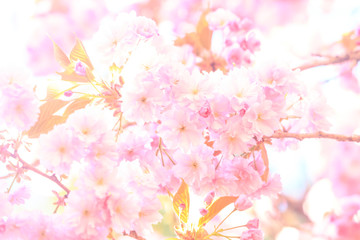 Fototapeta na wymiar Washington Park Arboretum, spring blooms, Seattle, Washington State, USA