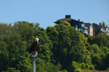 Bald eagle sitting on channel marker at Puget Sound and Elliott Bay border. West Seattle homes in the background, Seattle, Washington State, USA
