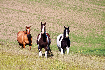 Horses on the hill side