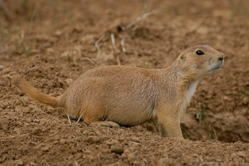 Blacktail Prairie Dogs (Cynomys ludovicianus) Devil's Tower National Monument. Wyoming. USA