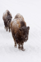 USA, WY, Yellowstone NP, American Bison (Bison bison)