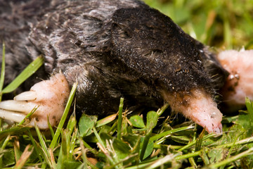 Townsend Mole (Scapanus townsendii) in yard, Lynnwood, Washington State, USA