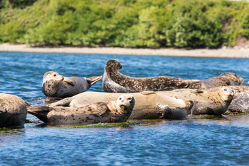Fototapeta premium Usa, Washington State, Poulsbo. Harbor seal haul out. Liberty Bay