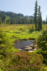 USA, WA, Mount Baker Snoqualmie National Forest. Spectacular vistas on Anderson Lakes trail. Pink Mountain Heather (Phyllodoce empetriformis) blooming foreground.