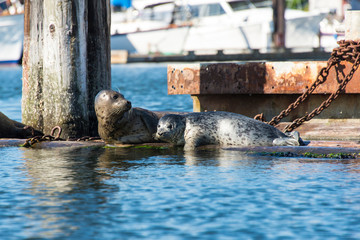 USA, Washington State, Poulsbo Mother and pup harbor seal rest on floatation in marina.