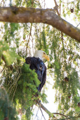USA, Washington State, Puget Sound. Bald Eagle perches in Douglas Fir tree