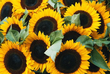 Washington, Seattle, Sunflower for sale pike place market at Summer