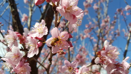 flowers in spring