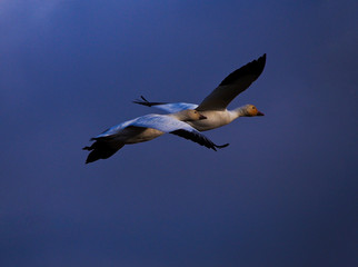 Obraz premium USA, Washington State, Skagit Valley, Snow Geese in flight with a blue sky day