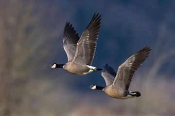 Cackling Canada geese flying