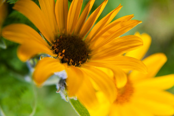 USA, Washington, Columbia Gorge, Arrowleaf Balsam Root in Spring Bloom.