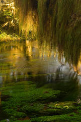 Fototapeta na wymiar USA, WA, Olympic National Park, Hoh River Rain Forest. Dramatic mosses and aquatic vegetation along trail to Hall of Mosses