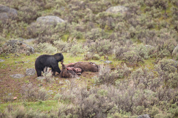 USA, Wyoming, Yellowstone National Park. Black bear feeds on bison carcass killed by wolves. 