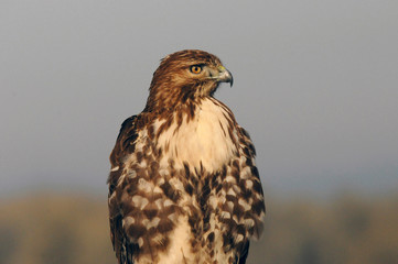 Red-tailed Hawk posing in Ridgefield National Wildlife Refuge, Ridgefield, Washington, USA