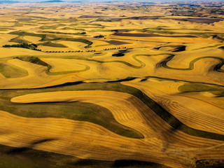 Fototapeta na wymiar Aerial of harvest in the rolling hills of the Palouse