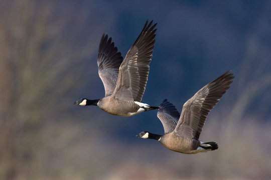 Cackling Canada Geese Flying