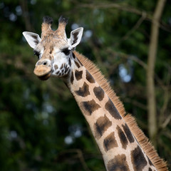 Obraz premium Seattle, Washington. Giraffe (Giraffa camelopardalis) at Woodland Park Zoo.