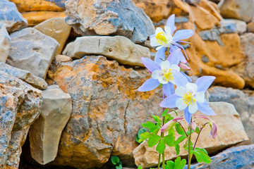 Wyoming, Grand Teton National Park, Close-up of Colorado Columbine blooming with a rock background